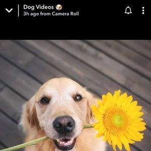 Meet your Posher, Vanessa